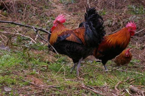 福清鸡哥爆料视频大全集,揭秘背后真相与精彩瞬间  第3张